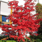 Acer palmatum osakazuki vaso 15