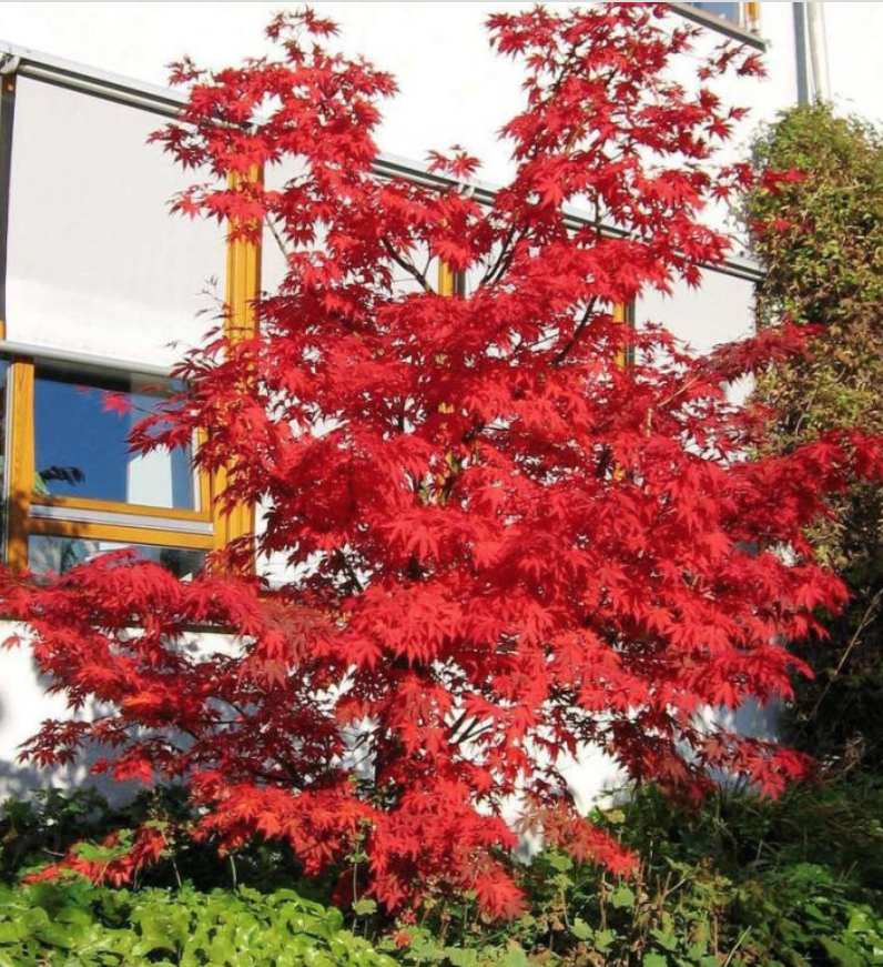 Acer palmatum osakazuki vaso 15