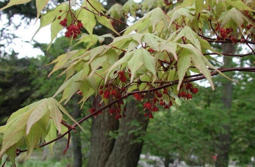 Acer palmatum osakazuki vaso 15