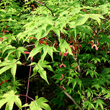 Acer Palmatum da seme vaso 7x10