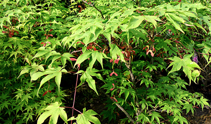Acer Palmatum da seme vaso 7x10