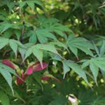 Acer Palmatum da seme vaso 7x10