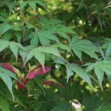 Acer Palmatum da seme vaso 7x10
