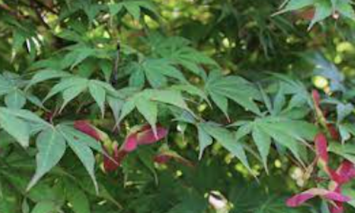 Acer Palmatum da seme vaso 7x10