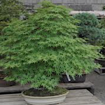 Acer Palmatum da seme vaso 7x10