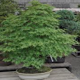 Acer Palmatum da seme vaso 7x10