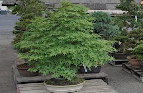 Acer Palmatum da seme vaso 7x10