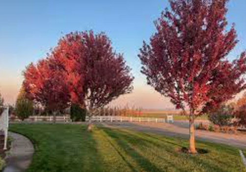 Acer Rubrum Brandywine. cm. 90/100 vaso 19