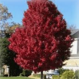 Acer Rubrum Brandywine. cm. 90/100 vaso 19