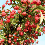 Malus Adirondack vaso 9x13
