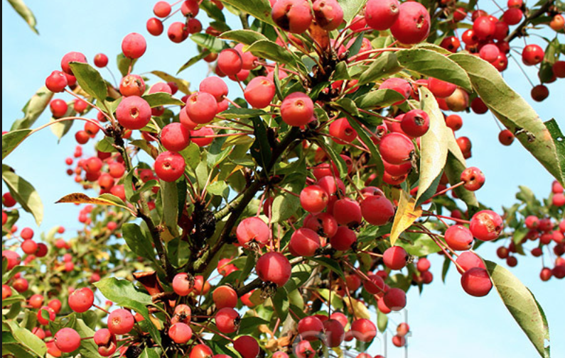 Malus Adirondack vaso 9x13