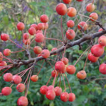 Malus Adirondack vaso 9x13