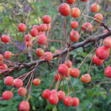 Malus Adirondack vaso 9x13
