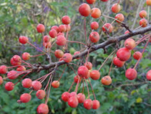 Malus Adirondack vaso 9x13