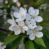 Malus Adirondack vaso 9x13