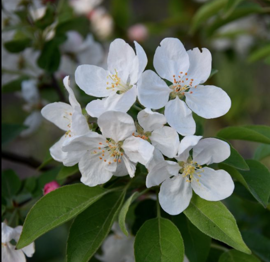 Malus Adirondack vaso 9x13