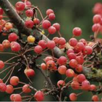 Malus Adirondack vaso 9x13