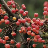 Malus Adirondack vaso 9x13