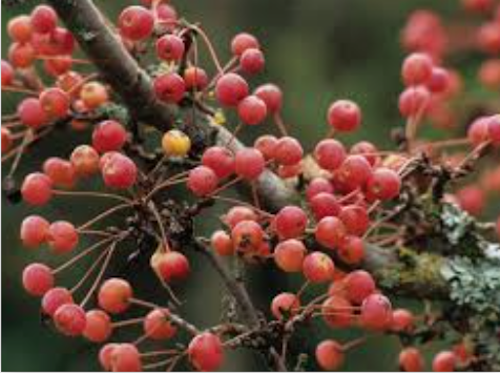 Malus Adirondack vaso 9x13