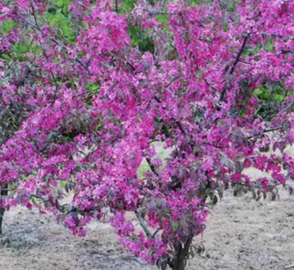 Malus Coccinella® vaso 10X13