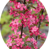 Malus Coccinella® vaso 10X13
