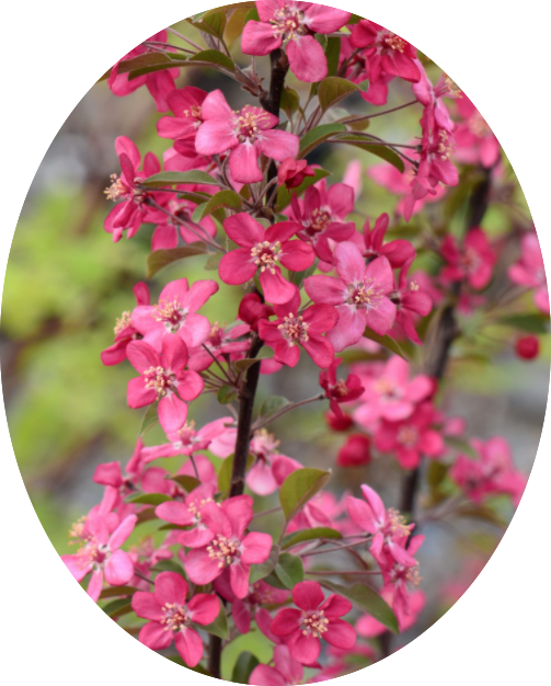 Malus Coccinella® vaso 10X13