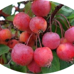 Malus Coccinella® vaso 10X13