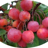 Malus Coccinella® vaso 10X13