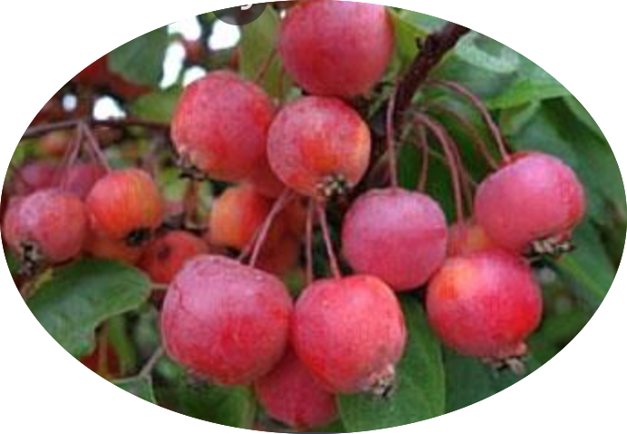 Malus Coccinella® vaso 10X13