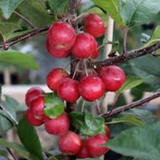 Malus Gorgeous  vaso 9x13
