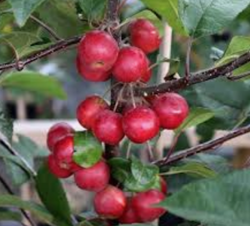 Malus Gorgeous  vaso 9x13