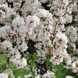 Malus Gorgeous  vaso 9x13