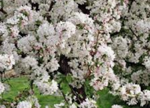 Malus Gorgeous  vaso 9x13