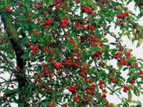 Malus Gorgeous  vaso 9x13