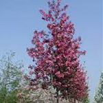 Malus Hillieri vaso 9x13
