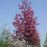 Malus Hillieri vaso 9x13