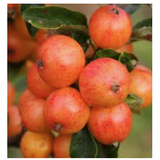 Malus Hillieri vaso 9x13
