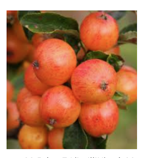Malus Hillieri vaso 9x13