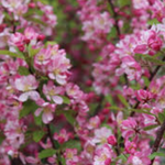 Malus Hillieri vaso 9x13