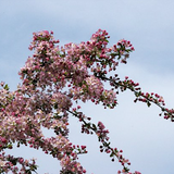 Malus Hillieri vaso 9x13