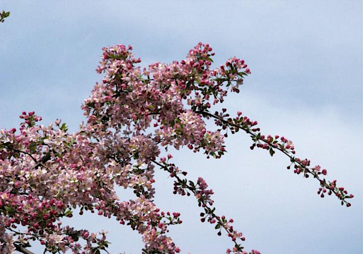 Malus Hillieri vaso 9x13
