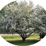 Malus John Downie vaso 9x12