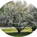 Malus John Downie vaso 9x12