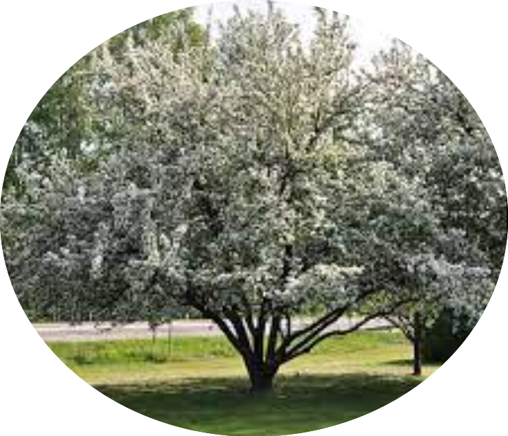 Malus John Downie vaso 9x12