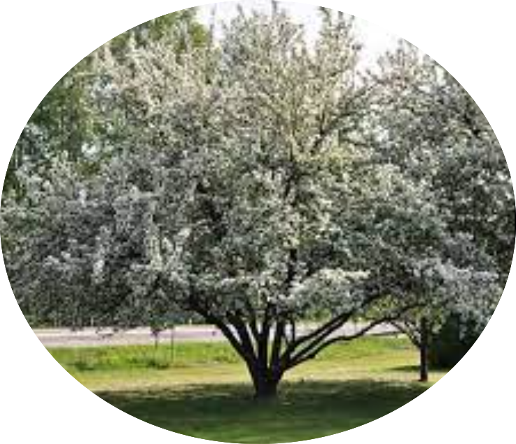 Malus John Downie vaso 9x12