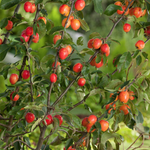 Malus John Downie vaso 9x12