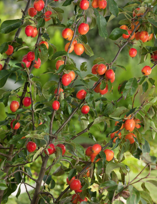 Malus John Downie vaso 9x12