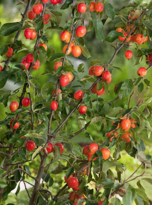 Malus John Downie vaso 9x12
