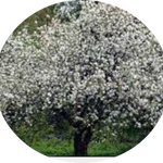 Malus New York vaso 9x13