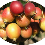 Malus New York vaso 9x13